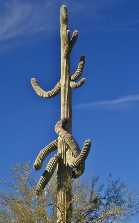 saguaro  with many arms